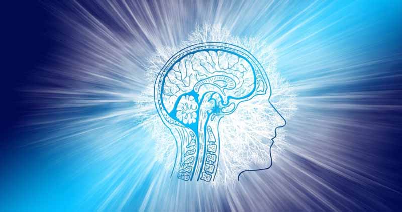 Your Wonderful Brain