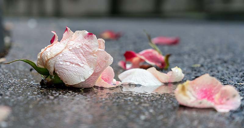 Coping with Loss: Implications of Neuroscience and Contemplative Wisdom, Part One