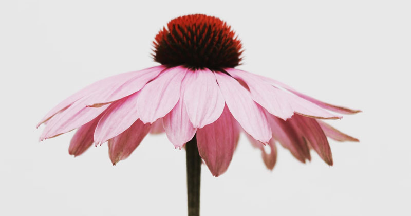 Wholesome Intentions