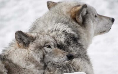 Two Wolves in the Heart: The Evolution of Empathy and Aggression, Of “Us” and “Them”