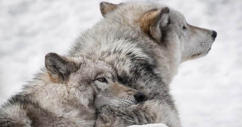 Two Wolves in the Heart: The Evolution of Empathy and Aggression, Of “Us” and “Them”