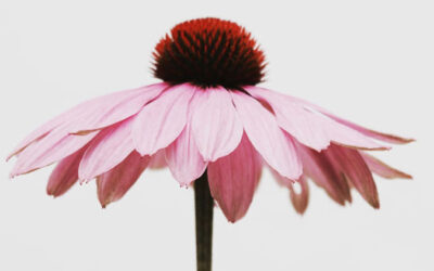 Wholesome Intentions